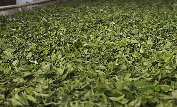 茶葉1.jpg 茶葉1.jpg