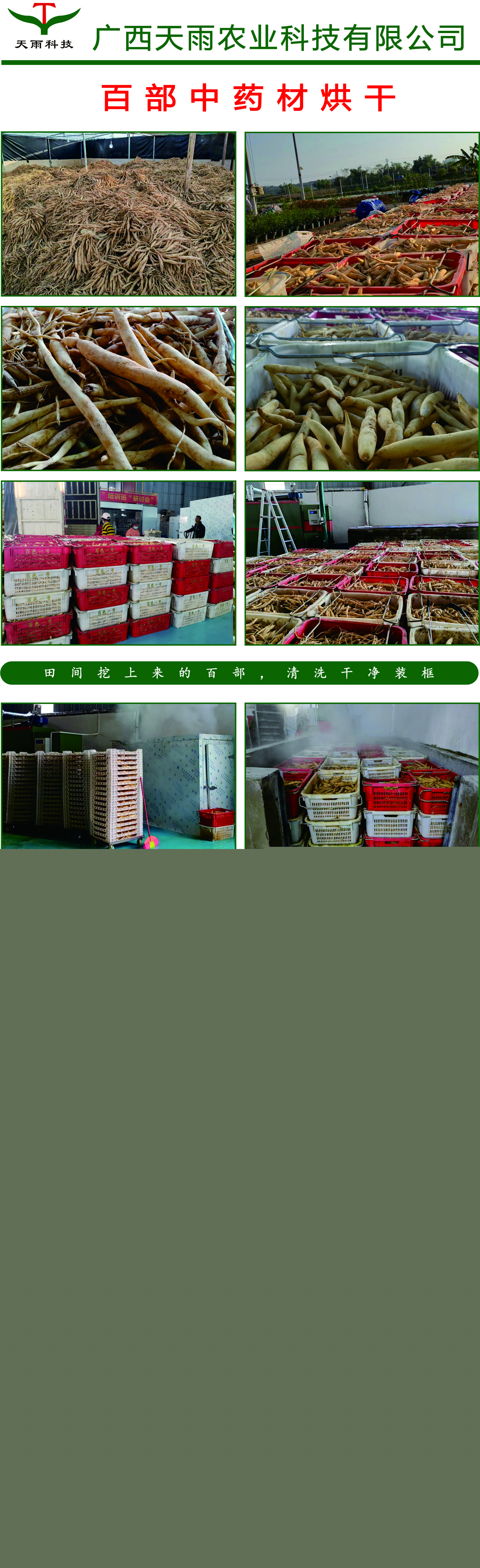 百部烘干.jpg 百部烘干.jpg
